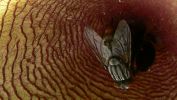 PICTURES/Gallery2/t_Stapelia Starfish flower with fly (217).JPG